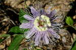 Passionflower <BR>Maypop